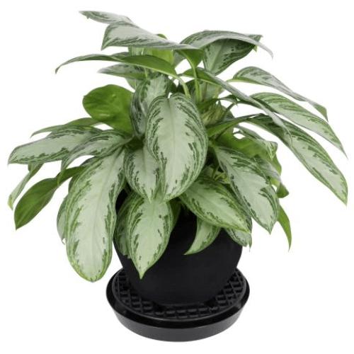 Gro Pro 13 Inch NX Level Pot Elevator (Case of 500)