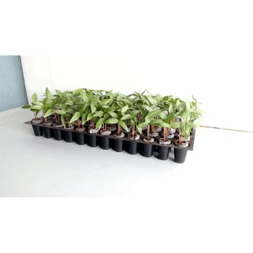 GroEzy 36MM Coco Plug/Pellet (Case of 1500)